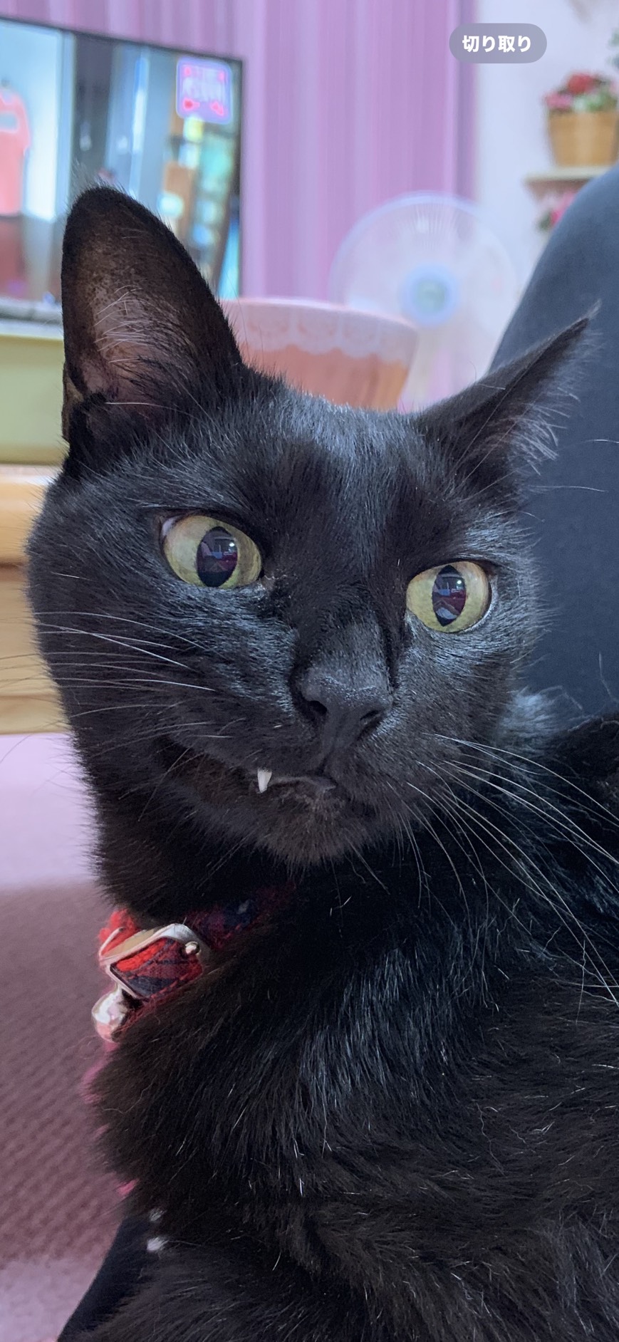 黒猫の元画像