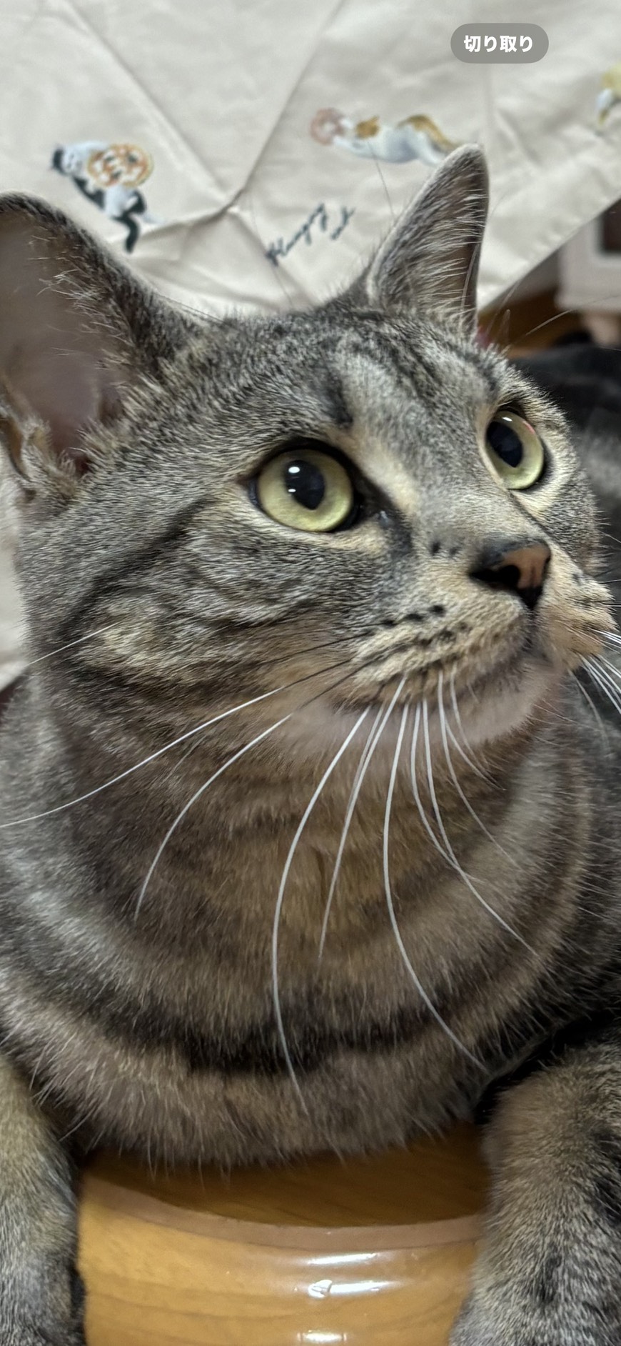 キジトラ猫の元画像